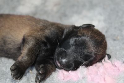 CHIOT 6
