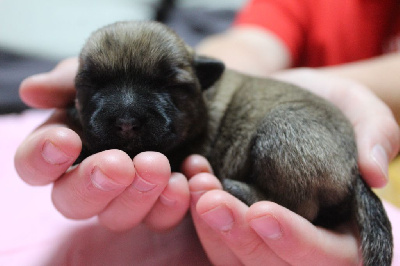 CHIOT
