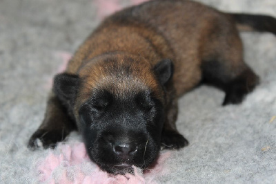 CHIOT 1