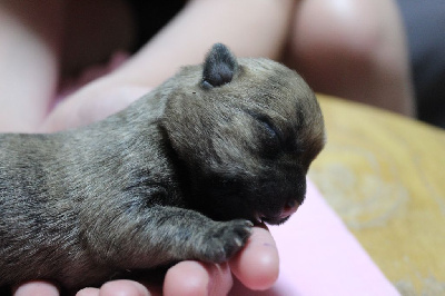CHIOT