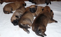 CHIOT