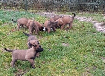 CHIOT