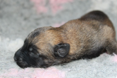 CHIOT 8