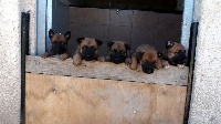CHIOT