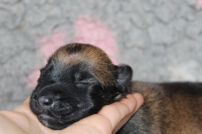 CHIOT 10