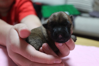 CHIOT