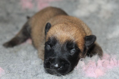 CHIOT 3