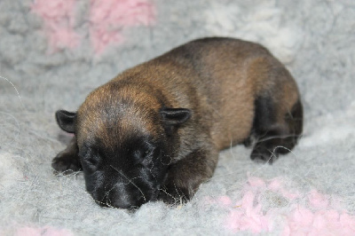 CHIOT 4