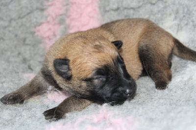 CHIOT 9