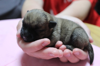 CHIOT
