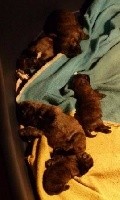 CHIOT
