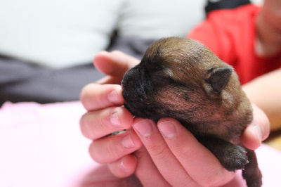 CHIOT