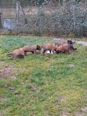 CHIOT