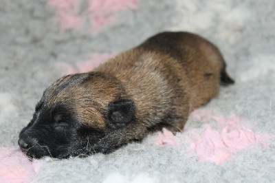 CHIOT 2