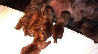 CHIOT