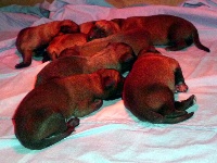 CHIOT