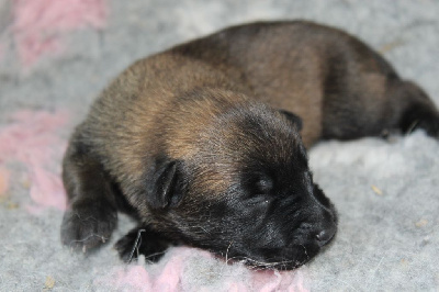 CHIOT 11